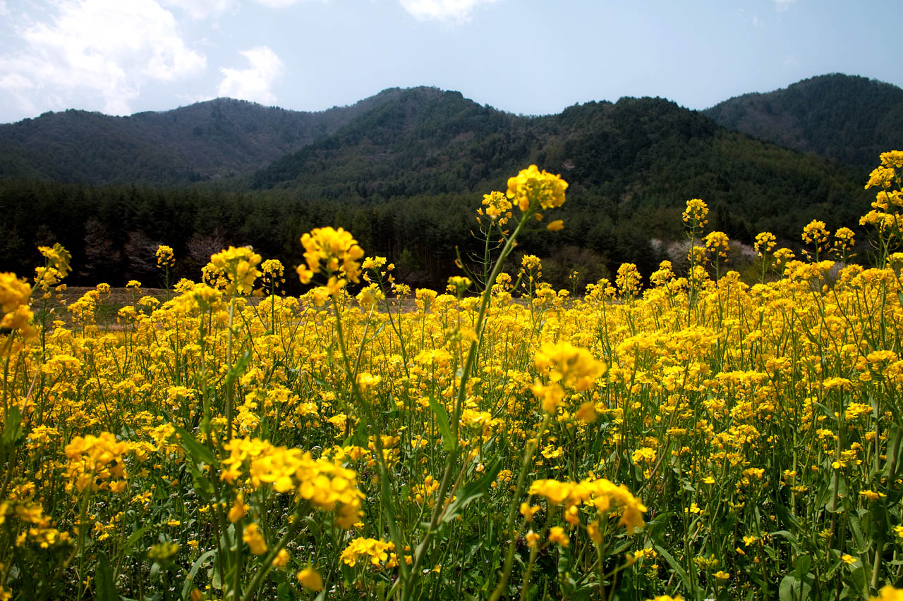無料ダウンロード可 春から初夏の 花や風景の写真素材 インスピ