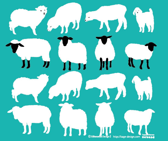 sheep1