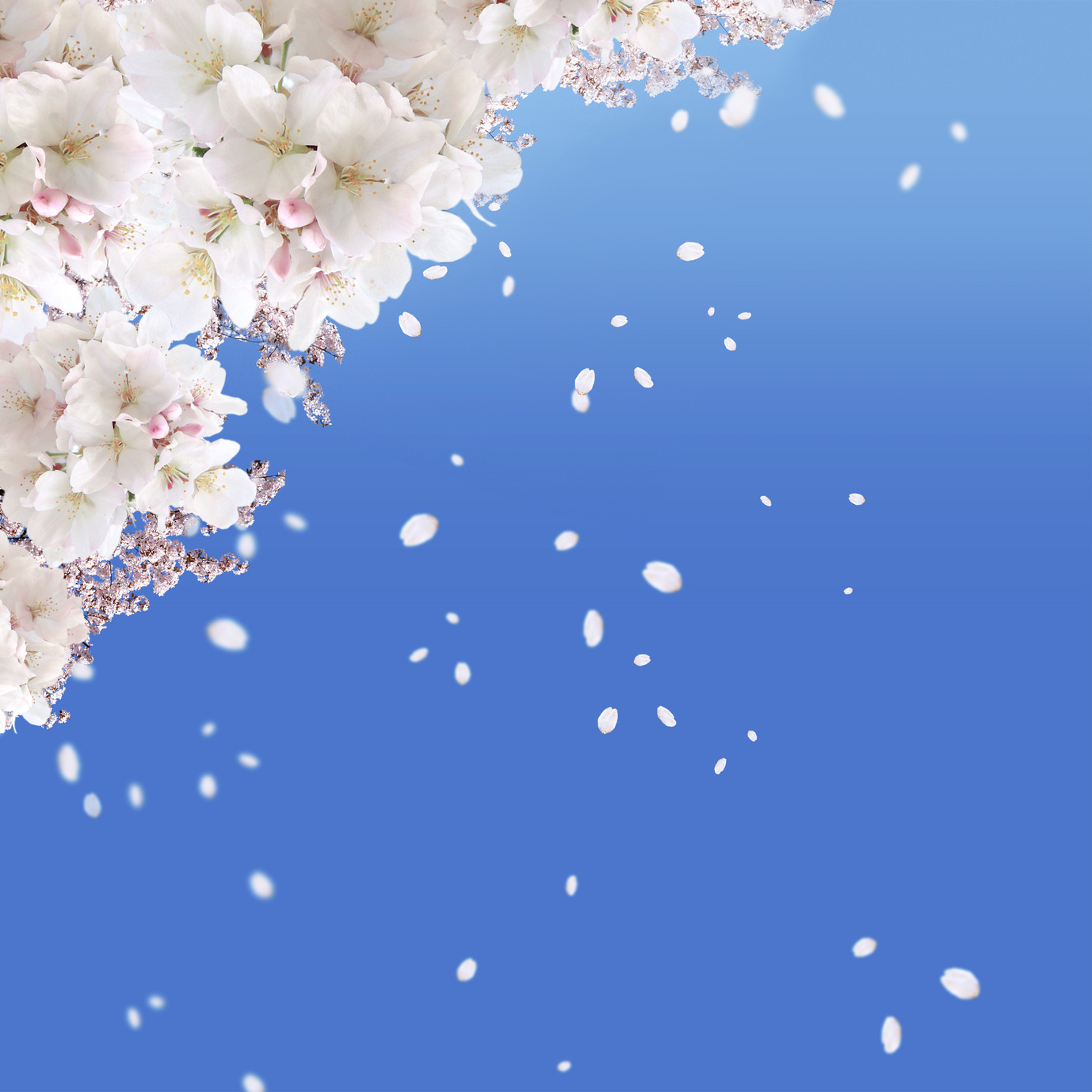 青空に舞う桜