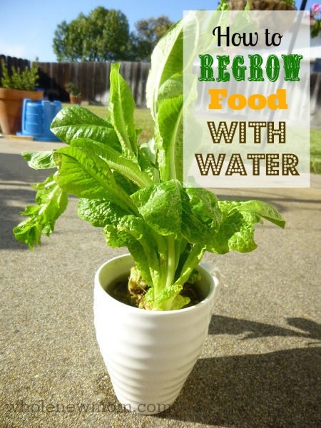 Regrow-Food-Title-Image